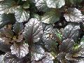 Metallica Crispa Ajuga / Ajuga reptans 